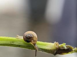 Snail on flowers twig, in the morning with white background, macro photography, extreme close up photo