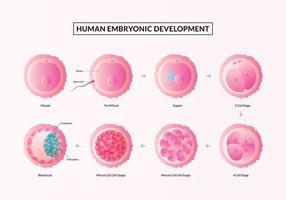 The First week of Pregnancy, Stages of human embryonic development from ovulation to implantation. vector