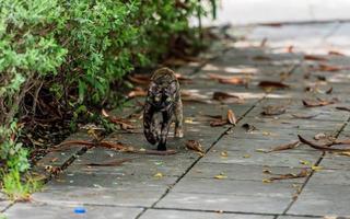 gato caminando en el jardin foto