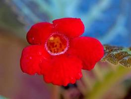 Flame Violet flower at the garden. Top view of Episcia cupreata flowers. photo