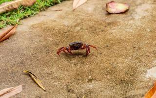 crab walking in the garden photo