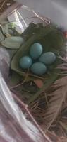 A Robins Nest with four beautiful bright blue Robins Eggs. photo