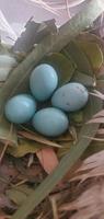 un nido de petirrojos con cuatro hermosos huevos de petirrojos azules brillantes. foto