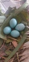 un nido de petirrojos con cuatro hermosos huevos de petirrojos azules brillantes. foto