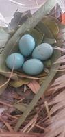 Close-up of a robins nest with 4 eggs in it. photo