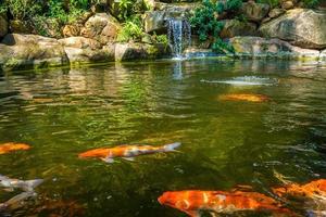 Japanese garden waterfalls. Lush green tropical Koi pond with waterfall from each side. A lush green garden with waterfall cascading down the rocky stones. Zen and peaceful background. photo