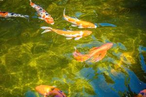 los peces koi nadan en estanques artificiales con un hermoso fondo en el estanque claro. coloridos peces decorativos flotan en un estanque artificial, vista desde arriba foto