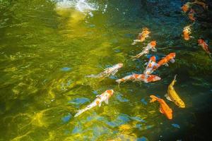 los peces koi nadan en estanques artificiales con un hermoso fondo en el estanque claro. coloridos peces decorativos flotan en un estanque artificial, vista desde arriba foto