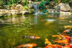 Japanese garden waterfalls. Lush green tropical Koi pond with waterfall from each side. A lush green garden with waterfall cascading down the rocky stones. Zen and peaceful background. photo