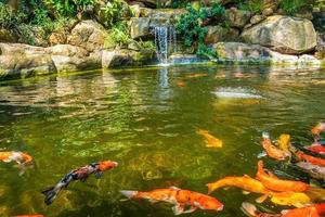 Japanese garden waterfalls. Lush green tropical Koi pond with waterfall from each side. A lush green garden with waterfall cascading down the rocky stones. Zen and peaceful background. photo