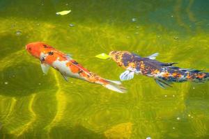 los peces koi nadan en estanques artificiales con un hermoso fondo en el estanque claro. coloridos peces decorativos flotan en un estanque artificial, vista desde arriba foto