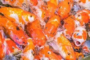 Koi fish swim artificial ponds with a beautiful background in the clear pond. Colorful decorative fish float in an artificial pond, view from above photo