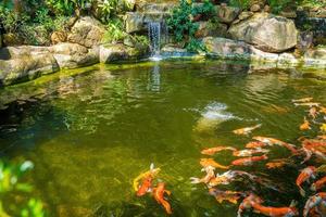 Japanese garden waterfalls. Lush green tropical Koi pond with waterfall from each side. A lush green garden with waterfall cascading down the rocky stones. Zen and peaceful background. photo