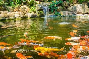 Japanese garden waterfalls. Lush green tropical Koi pond with waterfall from each side. A lush green garden with waterfall cascading down the rocky stones. Zen and peaceful background. photo
