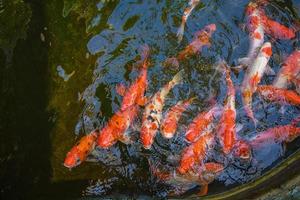 los peces koi nadan en estanques artificiales con un hermoso fondo en el estanque claro. coloridos peces decorativos flotan en un estanque artificial, vista desde arriba foto