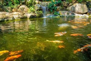 Japanese garden waterfalls. Lush green tropical Koi pond with waterfall from each side. A lush green garden with waterfall cascading down the rocky stones. Zen and peaceful background. photo