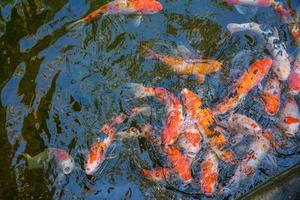 los peces koi nadan en estanques artificiales con un hermoso fondo en el estanque claro. coloridos peces decorativos flotan en un estanque artificial, vista desde arriba foto