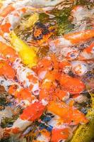 Koi fish swim artificial ponds with a beautiful background in the clear pond. Colorful decorative fish float in an artificial pond, view from above photo