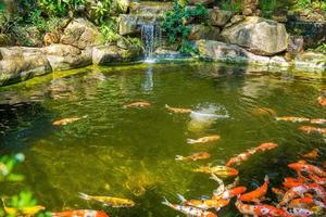 Japanese garden waterfalls. Lush green tropical Koi pond with waterfall from each side. A lush green garden with waterfall cascading down the rocky stones. Zen and peaceful background. photo