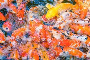 Koi fish swim artificial ponds with a beautiful background in the clear pond. Colorful decorative fish float in an artificial pond, view from above photo