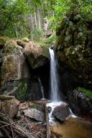 cascada en el bosque negro con árboles, rocas y helechos foto