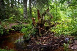 Dark bog forest with reflections in the dark water with ferns photo