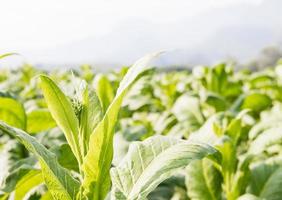 Nicotiana tabacum  herbaceous plant photo