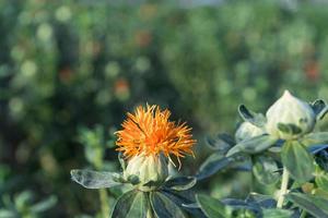 Safflower has begun to bloom photo