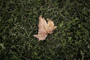 Yellow leaf in the grass photo