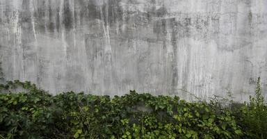 Cement wall with ivy photo