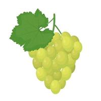 racimo verde de uvas con una ilustración de hoja aislada en un fondo blanco vector