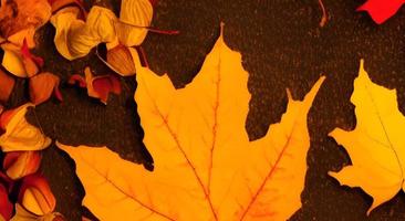 Background group autumn orange leaves. Outdoor. photo