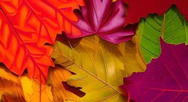 Red and orange autumn leaves background. Outdoor. Colorful backround image of fallen autumn leaves perfect for seasonal use. Space for text. photo