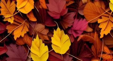 fondo de hojas de otoño otoño colorido. foto