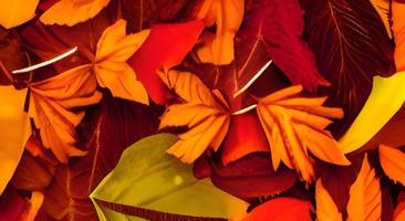 fondo de hojas de otoño rojo y naranja. exterior. imagen de fondo colorida de hojas de otoño caídas perfecta para uso estacional. espacio para texto. foto