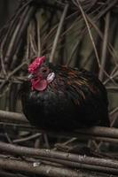 Black chicken sitting on fence photo