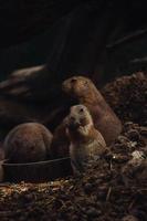 Black-tailed prairie dog eats food from a bowl with others prairie dogs photo