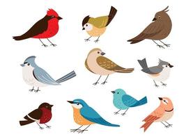 different type of birds vector