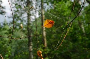 hoja amarilla de otoño en una telaraña en el bosque foto