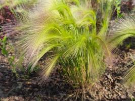 grass feather grass on the lawn for decoration and design in the garden photo