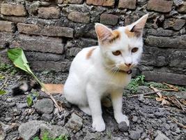 esta gata blanca es rayada o comúnmente llamada gata calicó, el pelaje es muy suave, la gata calicó tiene muchos mitos o creencias en la sociedad. foto