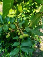 This longan fruit tree has thick fresh green leaves, it seems that the prospective longan fruit seeds are green and round in shape. Longan leaves and fruit also have many benefits for human health photo