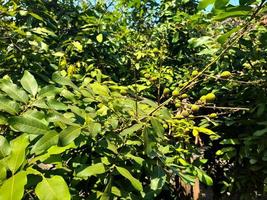 This longan fruit tree has thick fresh green leaves, it seems that the prospective longan fruit seeds are green and round in shape. Longan leaves and fruit also have many benefits for human health photo