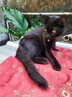 A domestic cat in plain jet black or solid black with light brown eyes is sitting relaxed, black cats are believed to bring good luck to their owners. photo