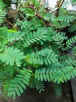 Fresh green tamarind leaves have many health benefits and can be processed into fresh drinks such as sinom or herbal photo