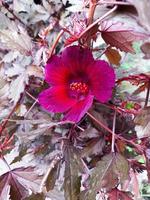 Hibiscus acetosella or red-leafed cranberry hibiscus flower is a plant whose leaves can be used as tea and are used as herbal medicine. photo