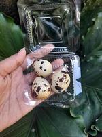 Quail eggs are rich in benefits that are good for health and can be processed into various delicious dishes. photo