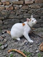 This white female cat is striped or commonly called a calico cat, the fur is very soft, the calico cat has many myths or beliefs in society. photo