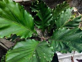 plants wave of love is an ornamental plant anthurium with wavy fresh green leaves that has many enthusiasts. photo