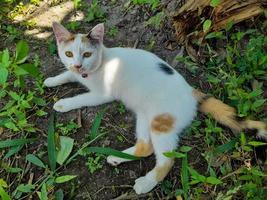 This white female cat is striped or commonly called a calico cat, the fur is very soft, the calico cat has many myths or beliefs in society. photo